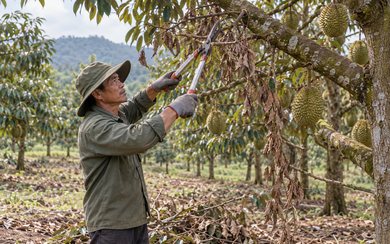Sầu Riêng Giống Nào Dễ Bán Nhất? Gợi Ý Cho Nhà Vườn Mới