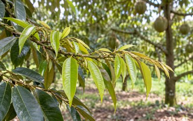 Musang King: Nguồn Gốc, Đặc Điểm & Kỹ Thuật Trồng