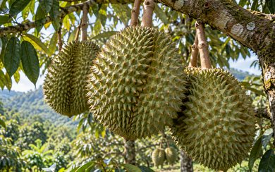 Lá Sầu Riêng Bị Đỏ: Nguyên Nhân Và Cách Xử Lý Hiệu Quả