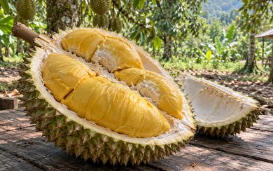 Ri6 Trái Dài — Bình Thường Hay Có Vấn Đề? Giải Đáp Cho Nhà Vườn Mới
