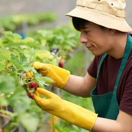 5 cách bón phân hiệu quả giúp cây trồng phát triển vượt trội