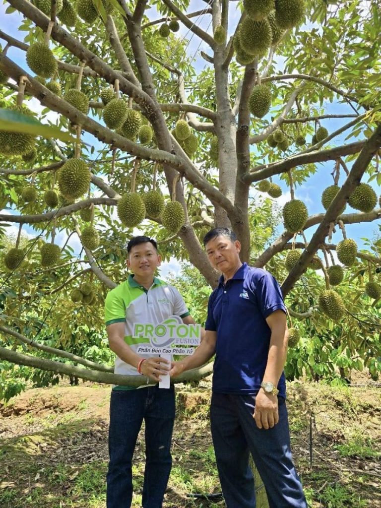 Tổng Hợp Thông Tin Về Sầu Riêng Hôm Nay