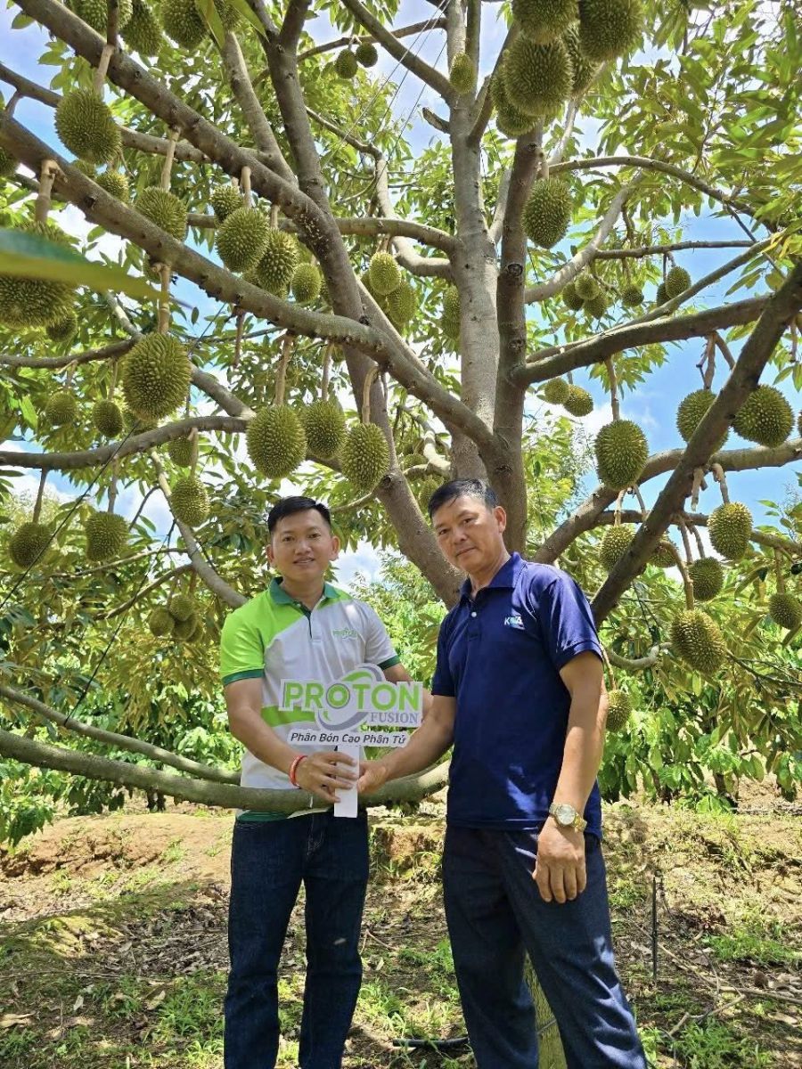Tổng Hợp Thông Tin Về Sầu Riêng Hôm Nay