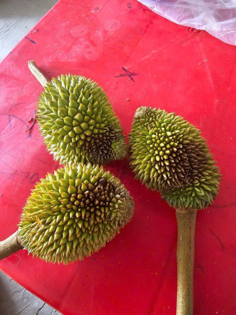 pH Thấp Gây Thối Trái
