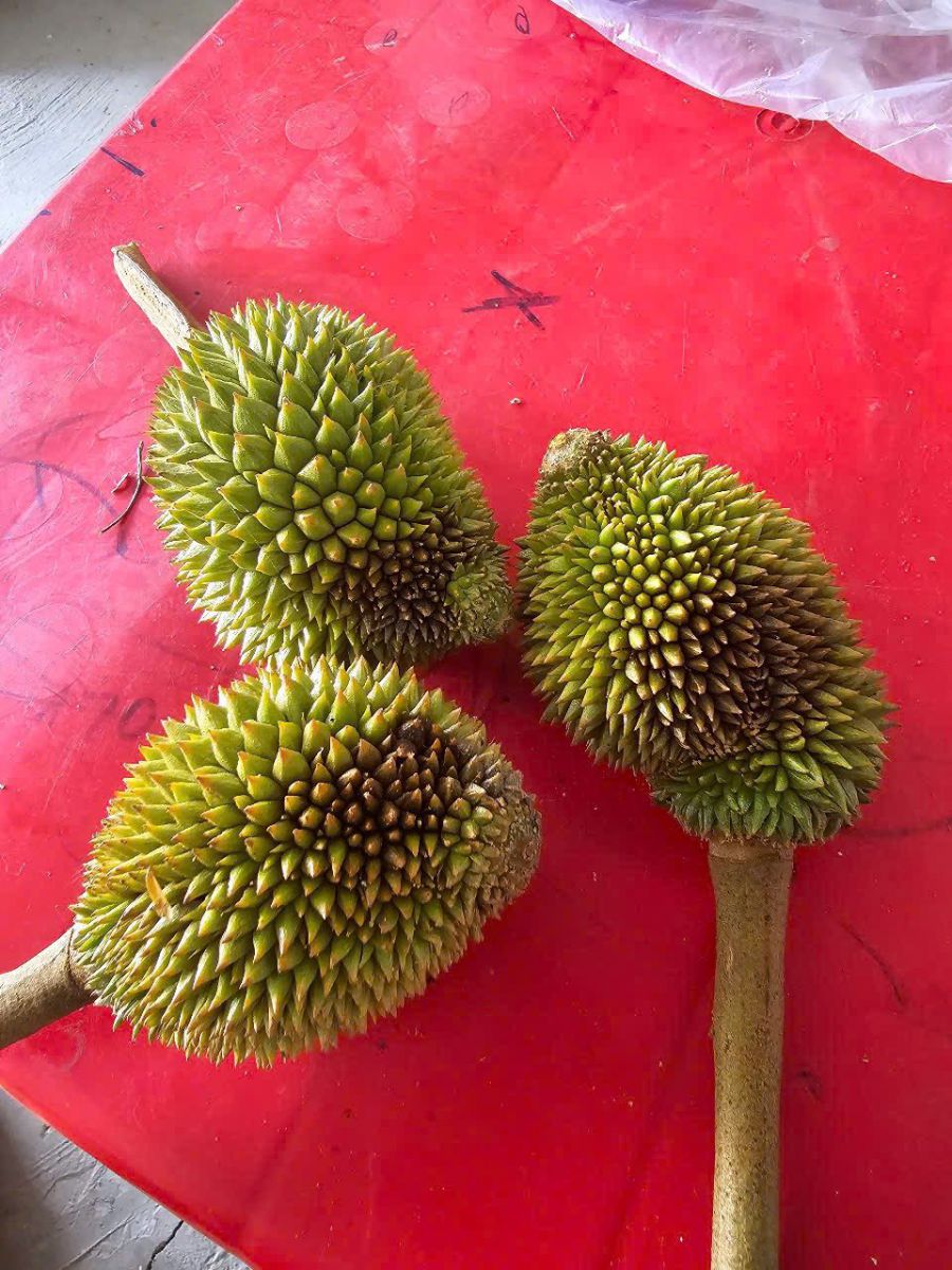 pH Thấp Gây Thối Trái