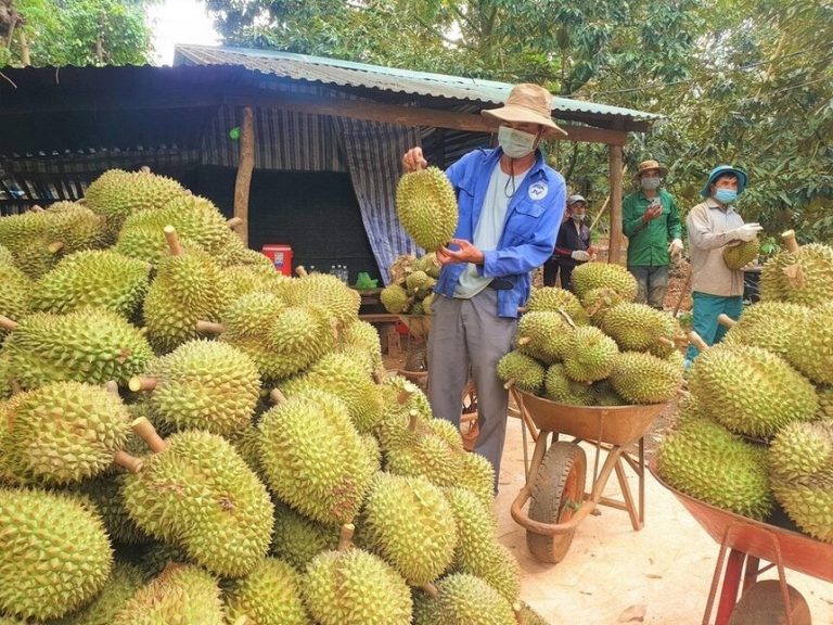 Kiểm Soát Cadimi & Xuất Khẩu Sầu Riêng Sang Trung Quốc