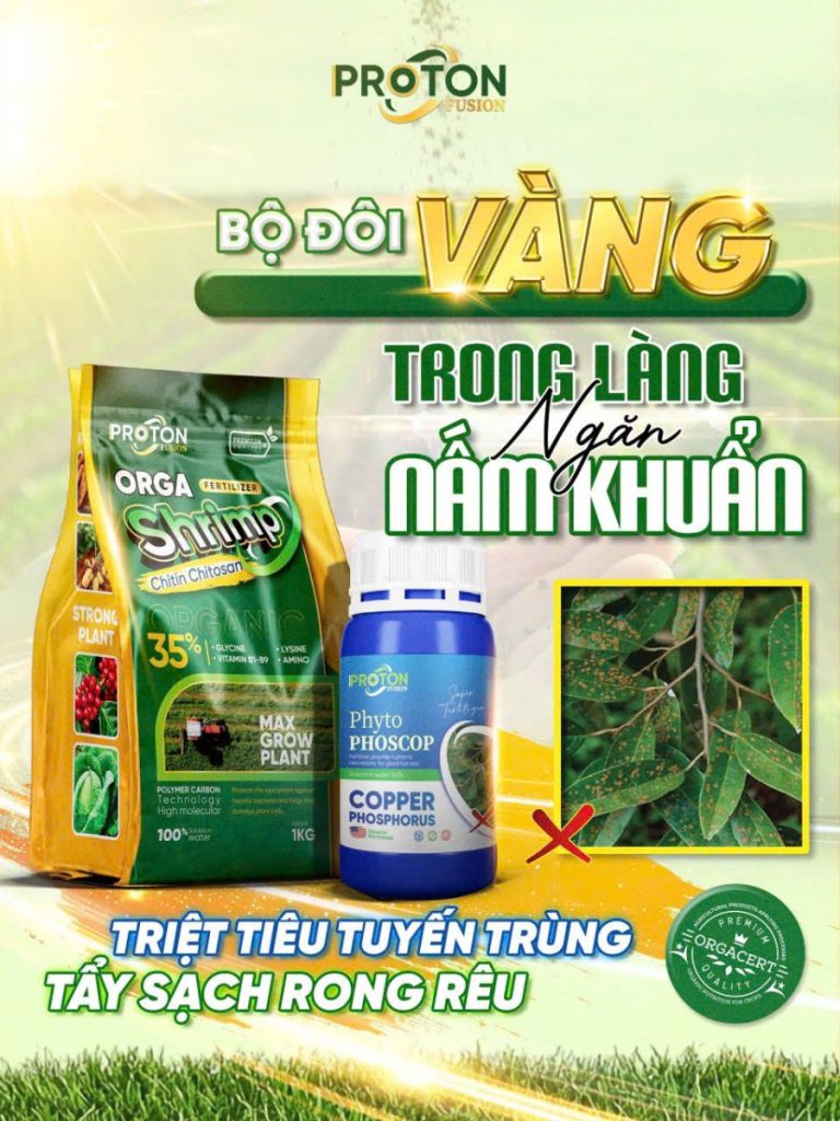 BỘ ĐÔI VÀNG TRONG LÀNG NGĂN NẤM KHUẨN