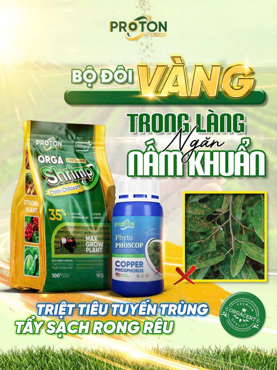 BỘ ĐÔI VÀNG TRONG LÀNG NGĂN NẤM KHUẨN
