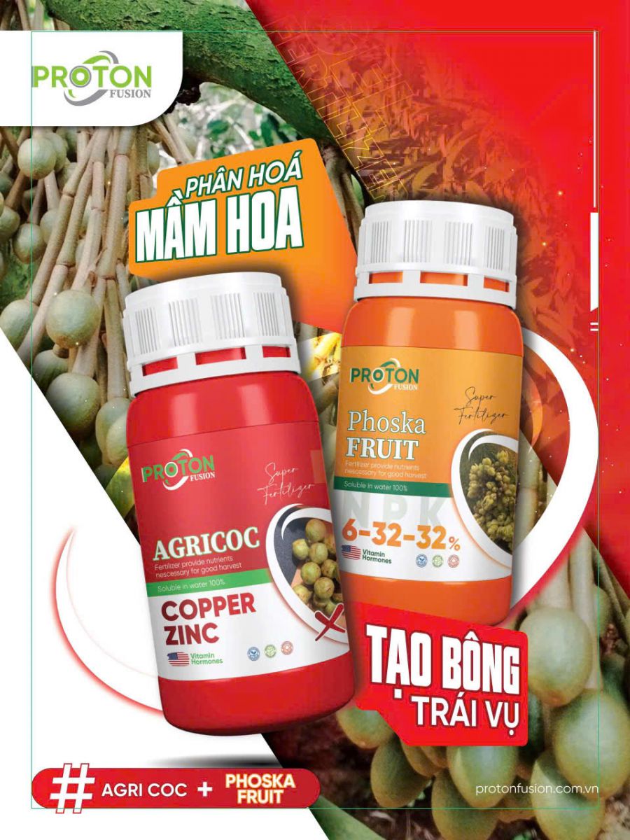 BỘ ĐÔI VÀNG – PHÂN HÓA MẦM HOA – TẠO BÔNG TRÁI VỤ
