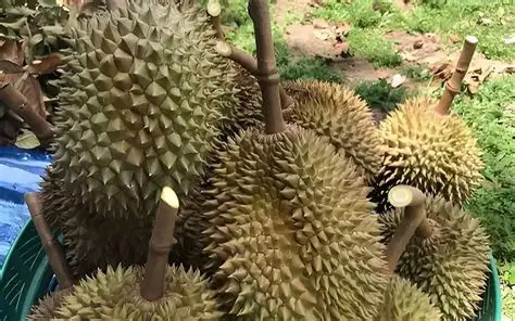 Ri6 Trái Dài — Bình Thường Hay Có Vấn Đề? Giải Đáp Cho Nhà Vườn Mới