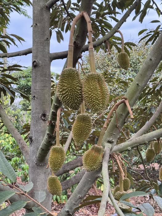 Sầu Riêng Bị Mướp: Nguyên Nhân & Cách Kéo Bề Ngang Phình Ra
