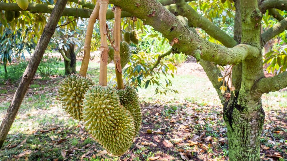 Sầu Riêng Bị Móc Câu: Nguyên Nhân & Cách Xử Lý Từ Sớm