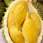 Sầu Riêng Giống Nào Dễ Bán Nhất? Gợi Ý Cho Nhà Vườn Mới