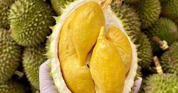 Sầu Riêng Giống Nào Dễ Bán Nhất? Gợi Ý Cho Nhà Vườn Mới
