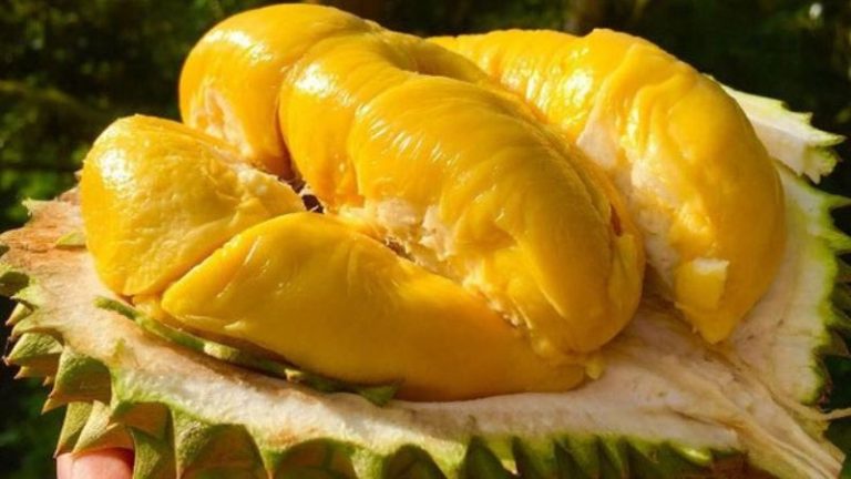 Musang King: Nguồn Gốc, Đặc Điểm & Kỹ Thuật Trồng