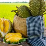 So Sánh Ri6, Dona và Chuồng Bò: Chọn Giống Sầu Riêng Nào?