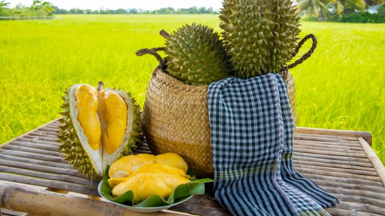 So Sánh Ri6, Dona và Chuồng Bò: Chọn Giống Sầu Riêng Nào?