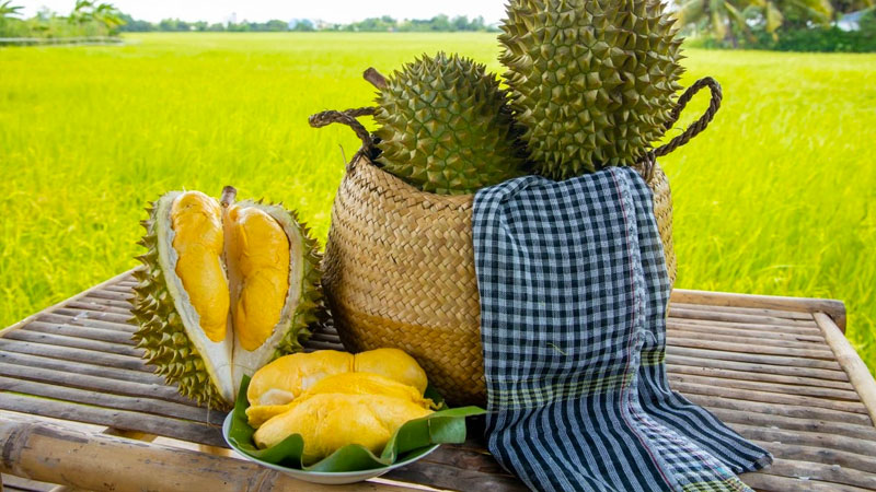 So Sánh Ri6, Dona và Chuồng Bò: Chọn Giống Sầu Riêng Nào?